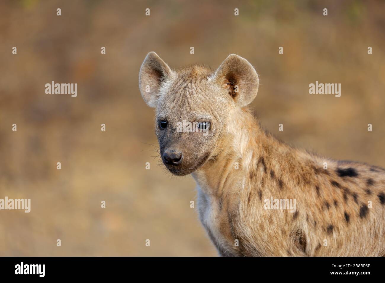 Portrait of a young spotted hyena (Crocuta crocuta), Kruger National Park, South Africa Stock Photo
