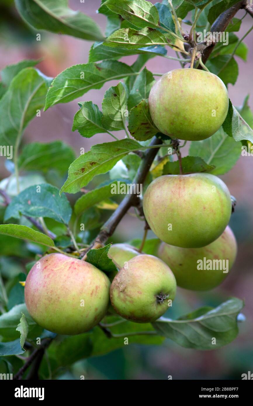 Apple Tree in Garden Stock Photo Alamy