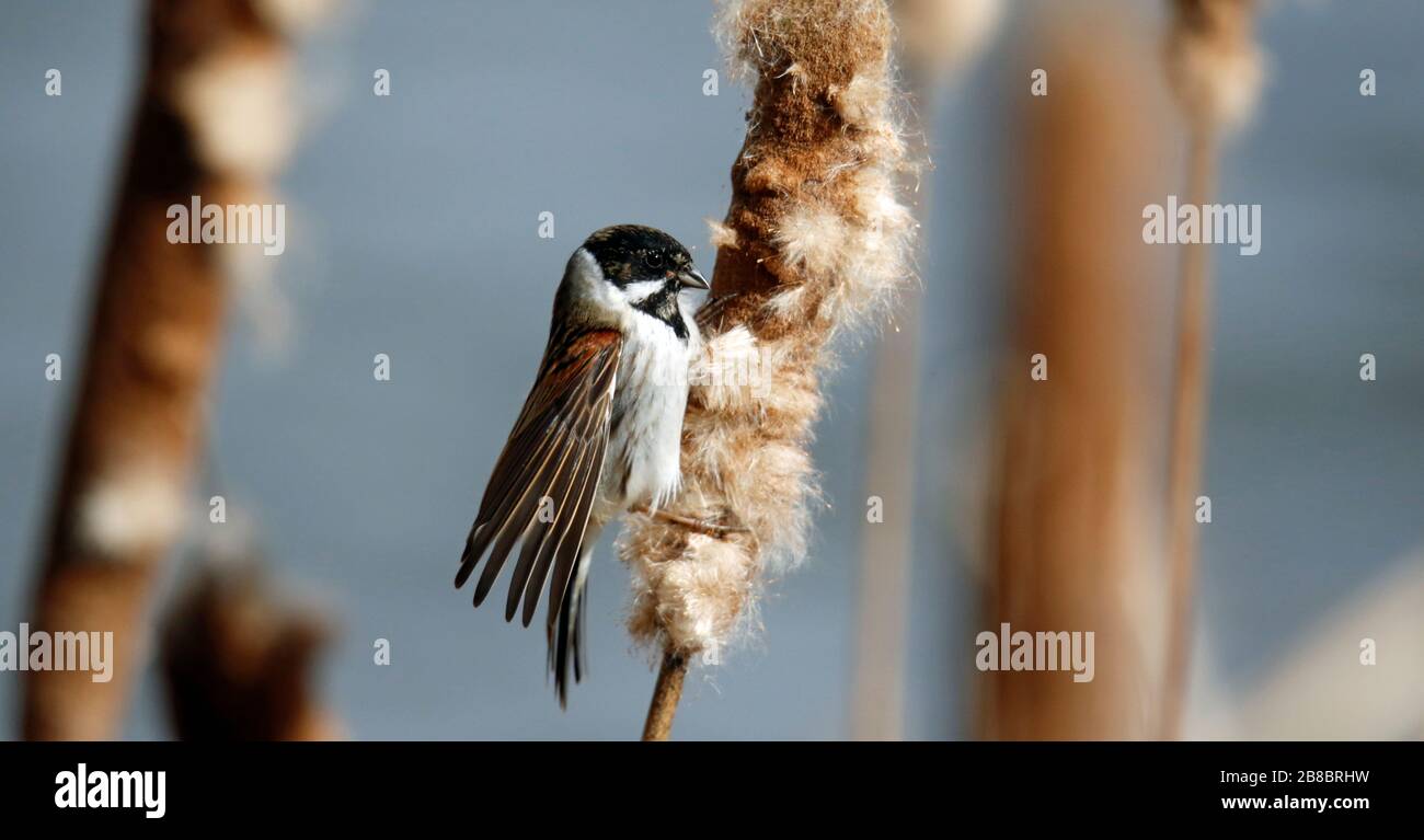 Male Reed Bunting Feeding in the Reedbed Stock Photo