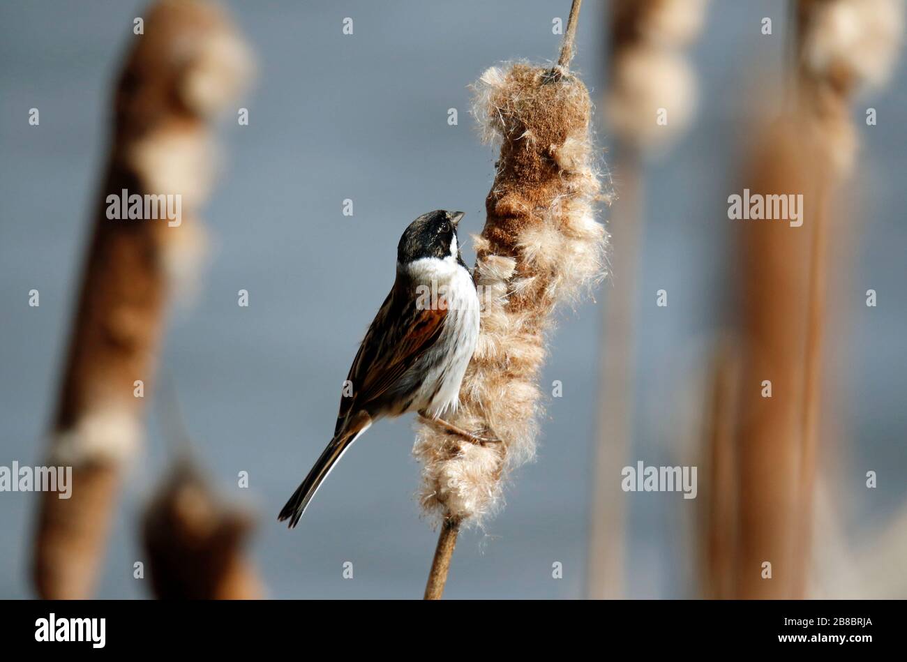 Male Reed Bunting Feeding in the Reedbed Stock Photo - Alamy