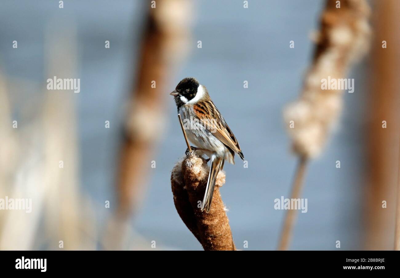 Male Reed Bunting Feeding in the Reedbed Stock Photo