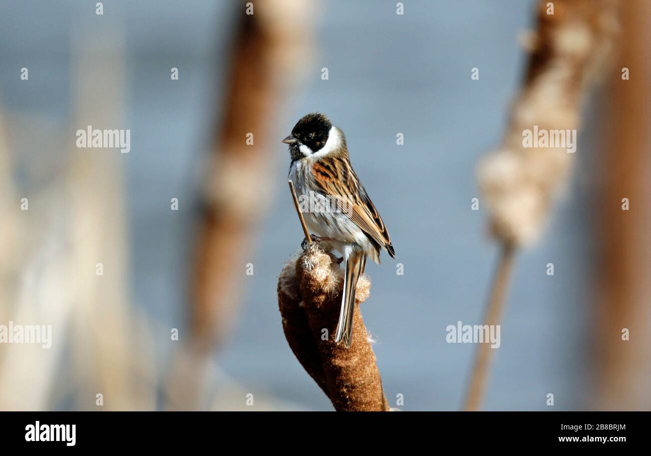 Male Reed Bunting Feeding in the Reedbed Stock Photo