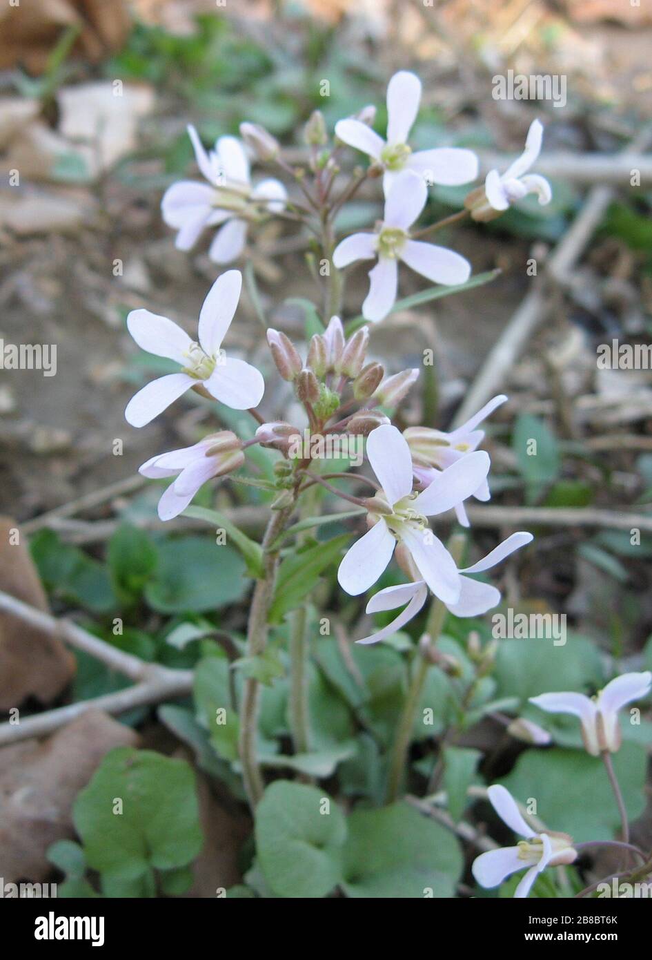 'Cardamine douglassii, riparian forest in Fort Boonesborough State Park, Madison County, Kentucky.; created 19 March 2011; Own work; Mason Brock (Masebrock); ' Stock Photo