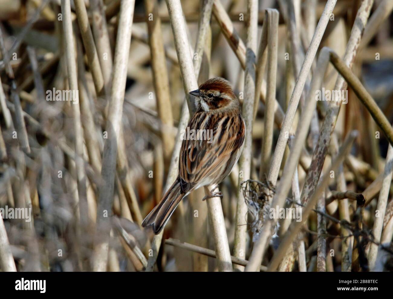 Female reed bunting hi-res stock photography and images - Alamy