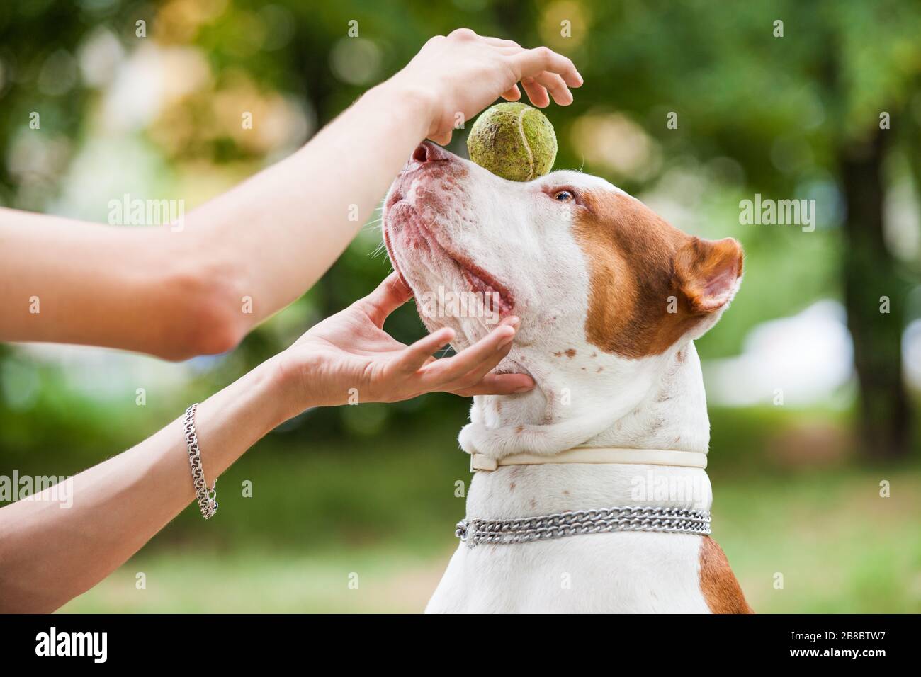 Close up of female hands placing ball on face of adorable pit bull. Young woman playing with four-legged friend outdoors. Concept of human and animal Stock Photo