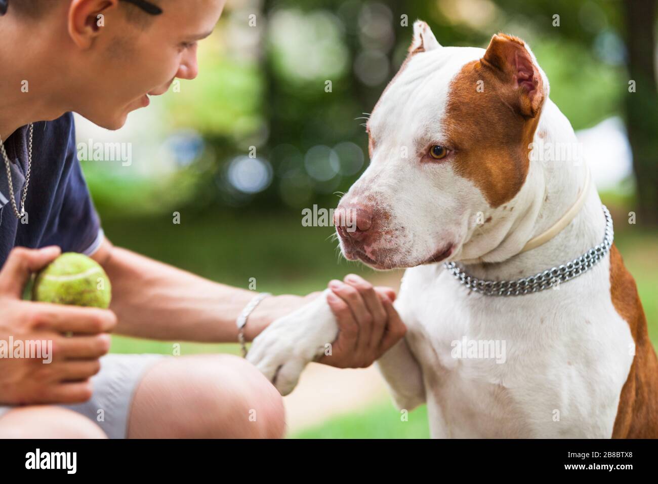 Side view of young man holding ball and wrapping arm around pit bull neck. Good-looking gentleman and gorgeous dog looking into each other eyes. Conce Stock Photo