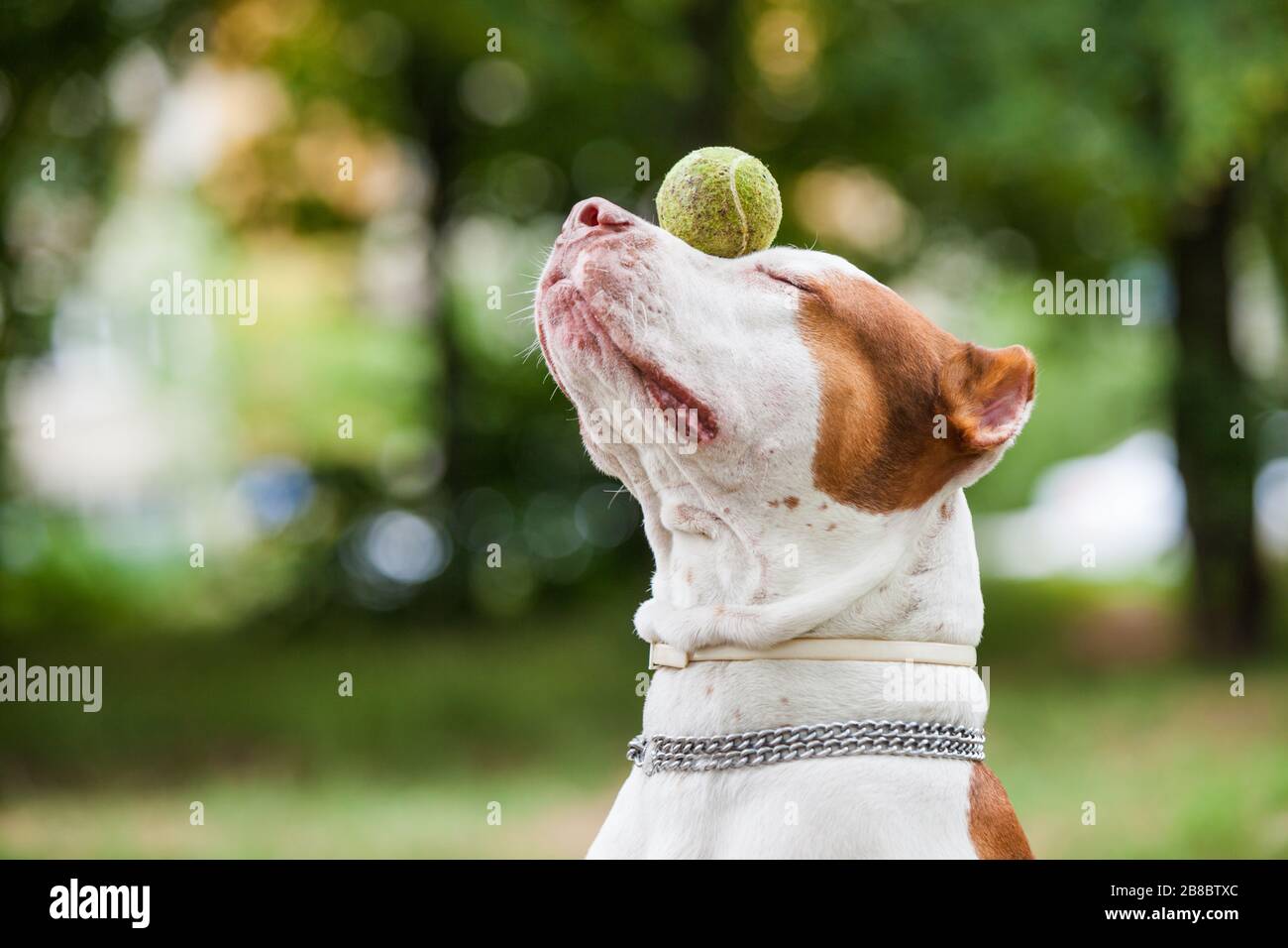 Side view of adorable red and white dog holding ball on nose. Gorgeous pit bull with chain on neck training outdoors. Isolated on green blurred backgr Stock Photo