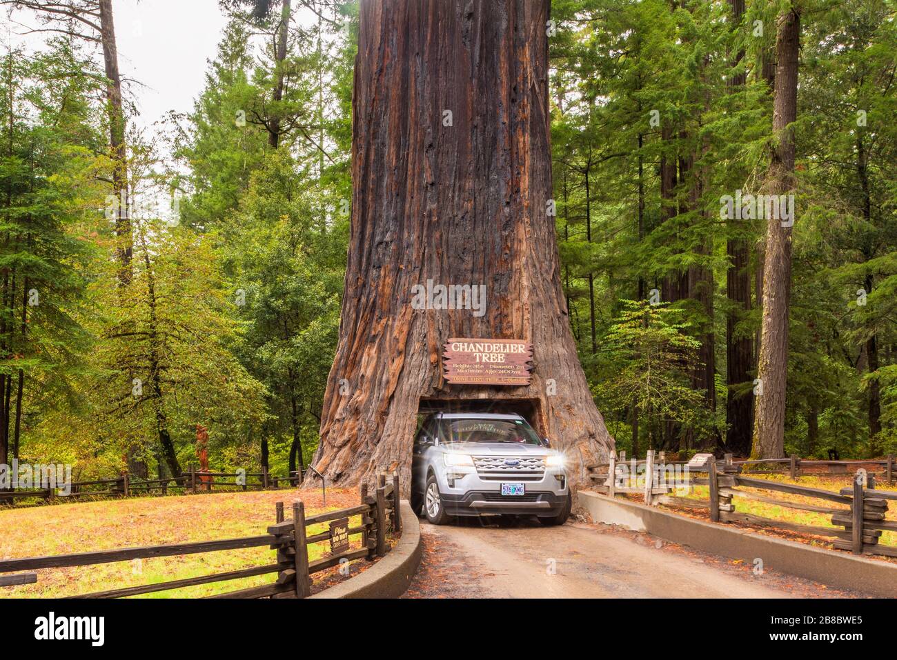 Chandelier Drive Through Tree in Leggett California USA Stock Photo