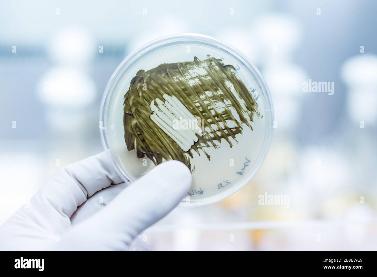 Scientist growing bacteria in petri dishes on agar gel as a part of scientific experiment. Stock Photo