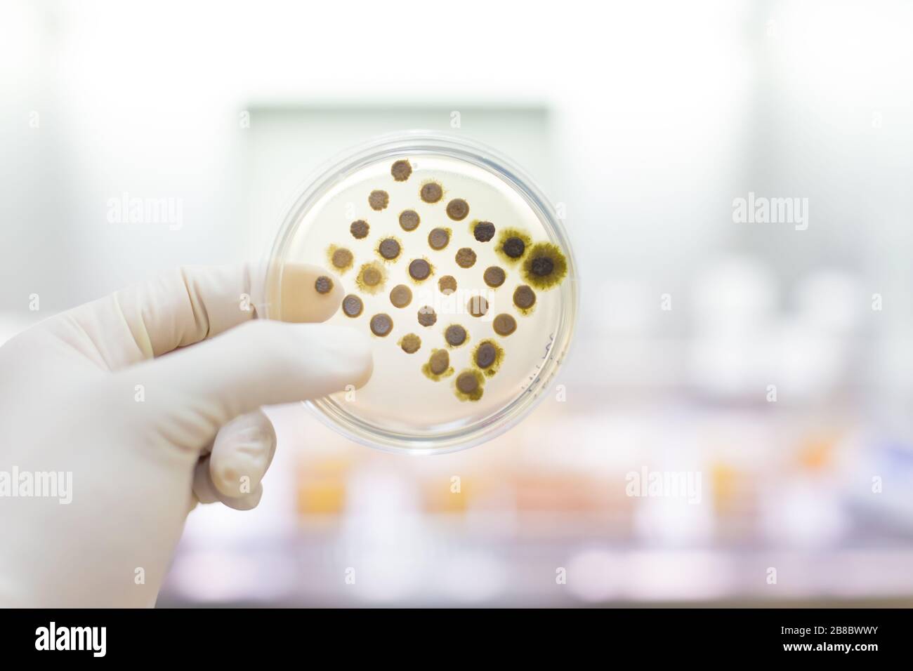 Scientist growing bacteria in petri dishes on agar gel as a part of