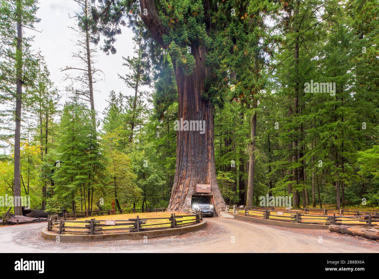 Chandelier Drive Through Tree in Leggett California USA Stock Photo