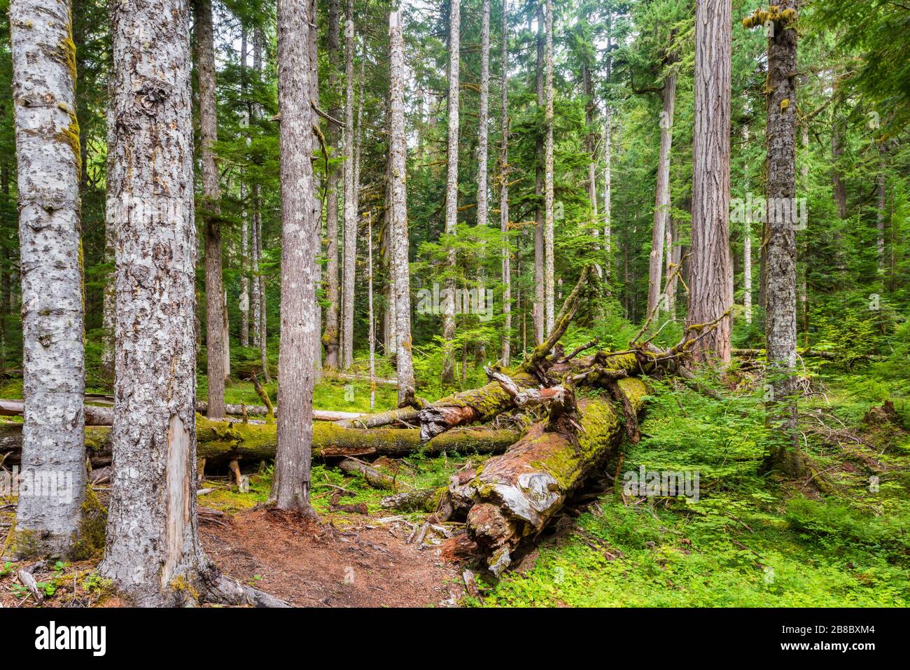 Forest in Mount Rainier National Park USA Stock Photo