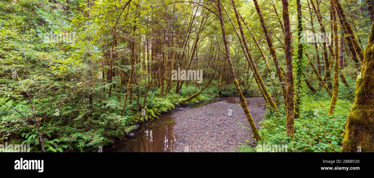 Lost Man Creek in Redwood National Park USA Stock Photo