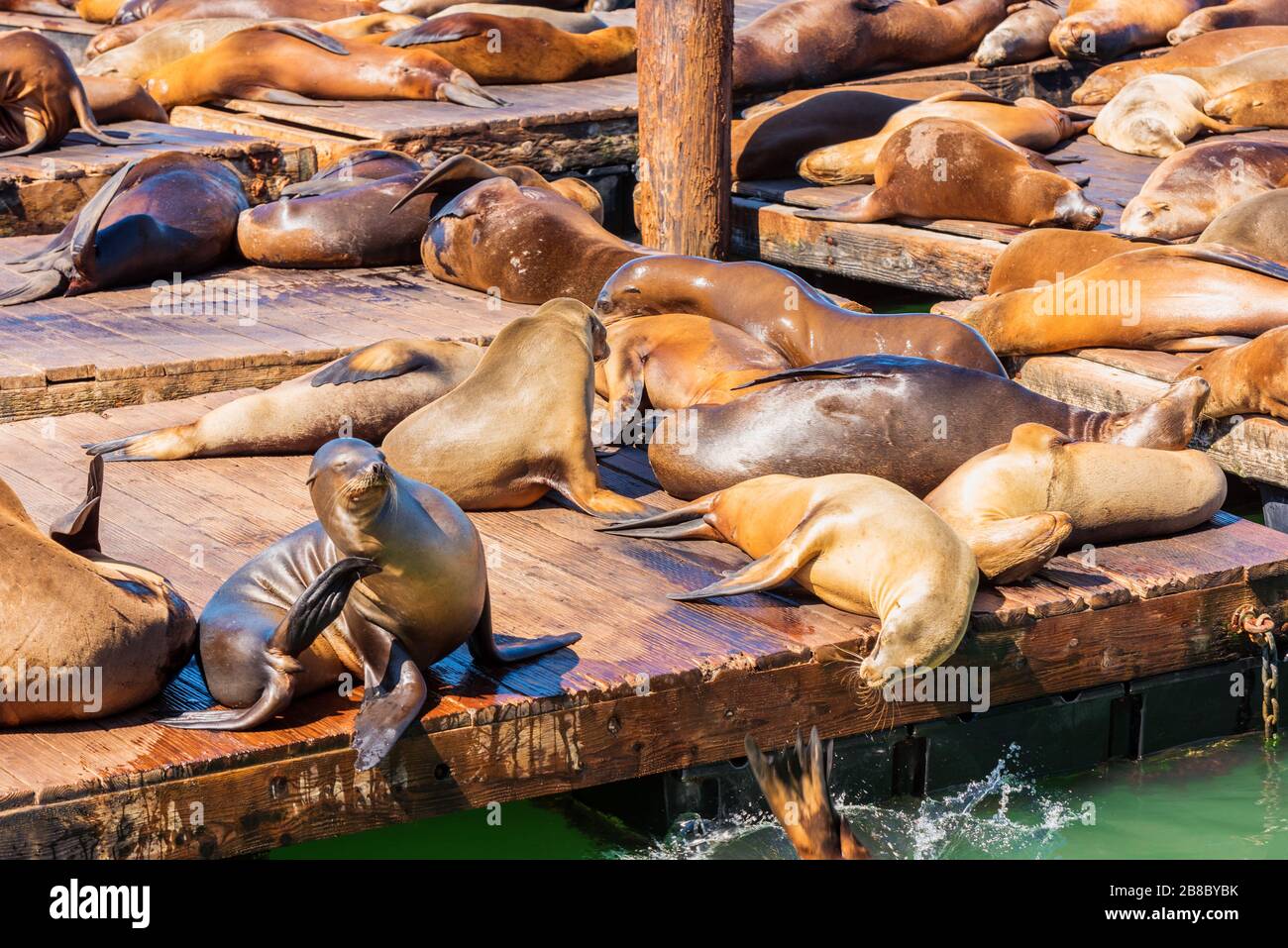 Sunbathing Sea Lions at Pier 39 San Francisco USA Stock Photo