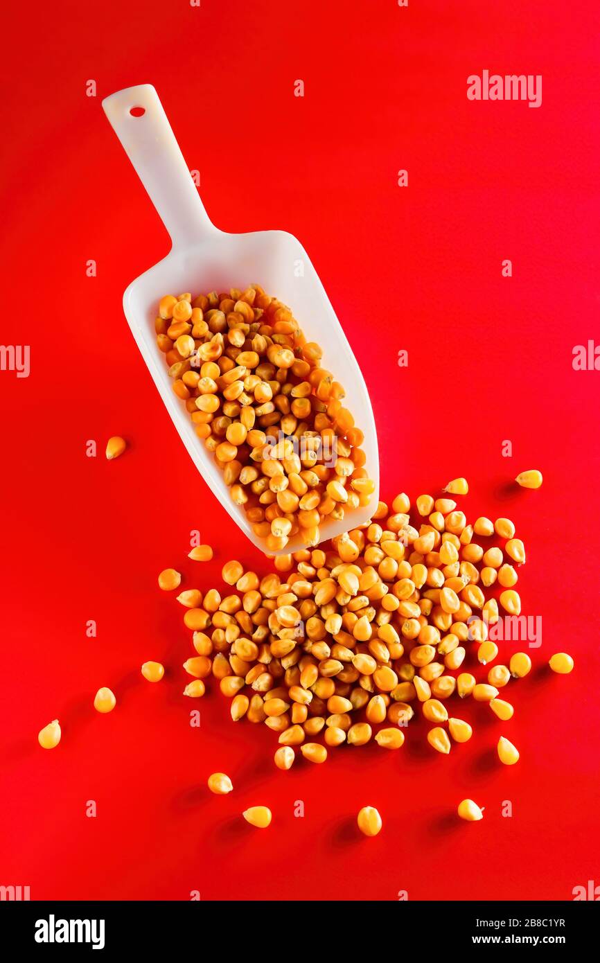 Corn maize or kernel spill out from a scoop on red background Stock Photo