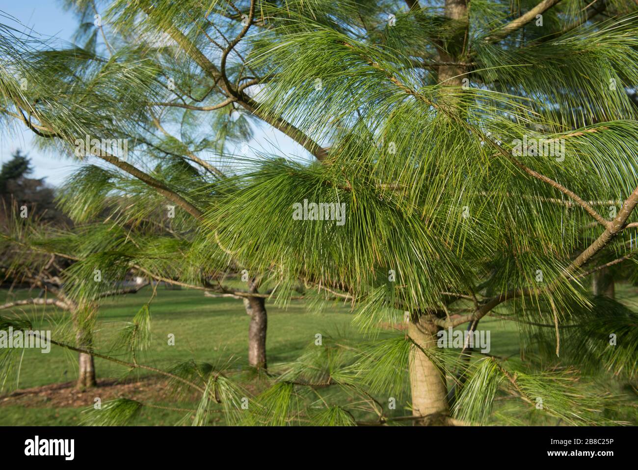 Green Foliage of an Evergreen Holford Pine Tree (Pinus x holfordiana) with a Bright Blue Sky Background in a Garden in Rural Devon, England, UK Stock Photo