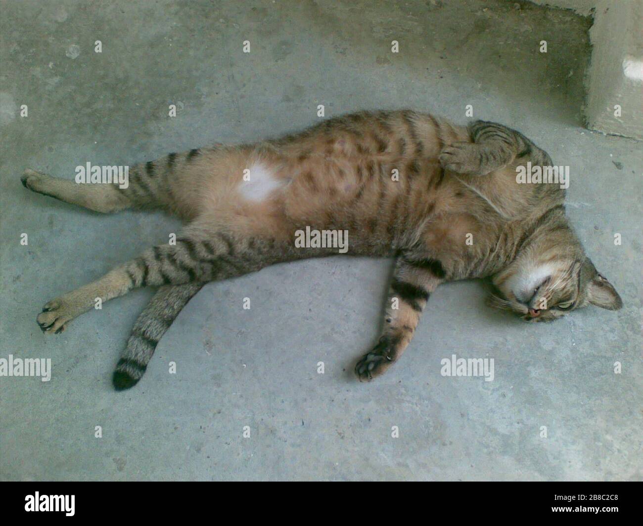 'English: A cat resting at a void deck at the bottom of a block of Housing and Development Board flats in Singapore. Français : Un chat se reposant sur une plate-forme vide au bas d'un immeuble de logements et de logements de développement à Singapour.; 9 January 2009; originally uploaded to en.wikipedia on 9 January 2010.; Own work; transferred from en.wikipedia using CommonsHelper.; Kcdtsg (David).; ' Stock Photo
