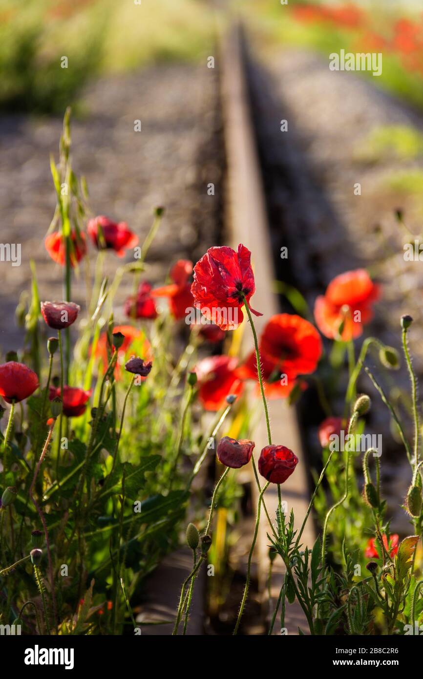 Springtime.The force of nature: poppies on the tracks.(Apulia)-ITALY- Poppies waiting for the passage of the train. Stock Photo