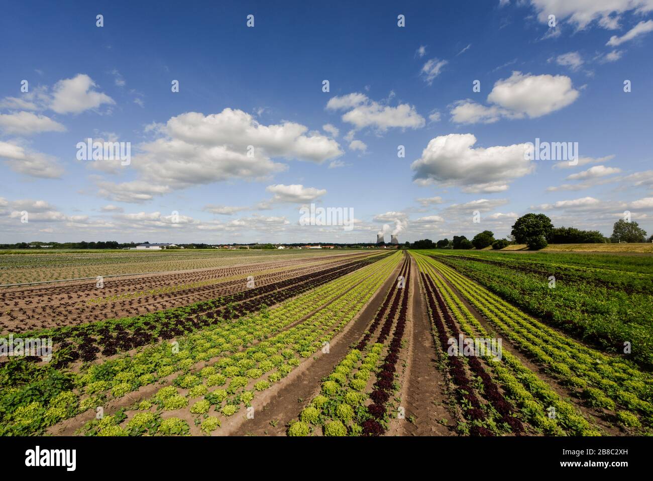 Salad field with a nuclear power station in the background, Germany Stock Photo