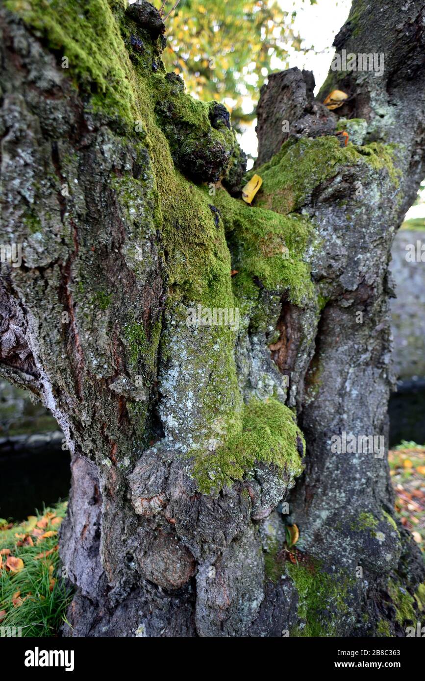 Ancient tree Japan Stock Photo