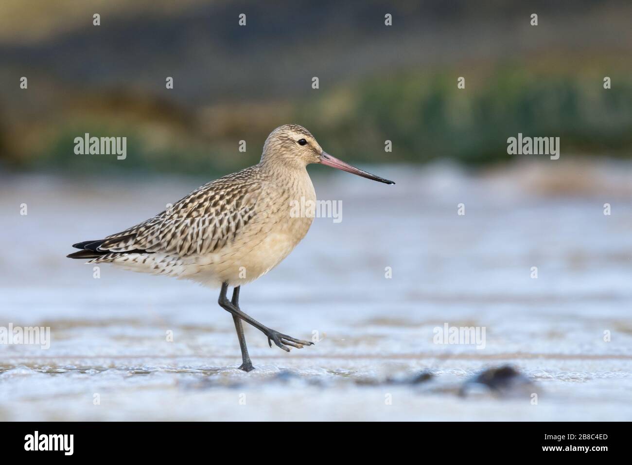 Bar-tailed godwit (Limosa lapponica), juvenile standing on the sandy beach against the backdrop of foamed water. Baltic Sea, Poland Stock Photo