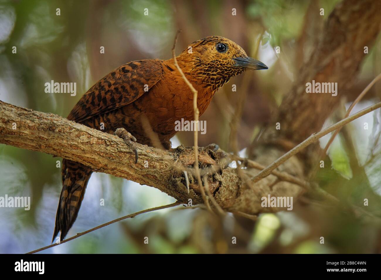 rufous-woodpecker-micropternus-celeus-picus-brachyurus-brown