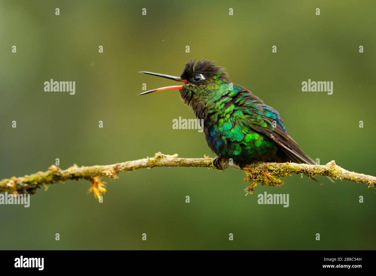 National flower of panama hi-res stock photography and images - Alamy