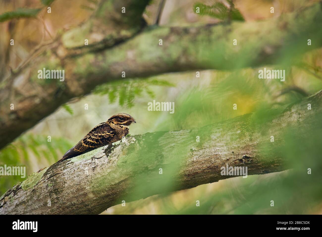 Large-tailed Nightjar - Caprimulgus macrurus nightjar in the family Caprimulgidae, found along the southern Himalayan foothills, eastern South Asia, S Stock Photo
