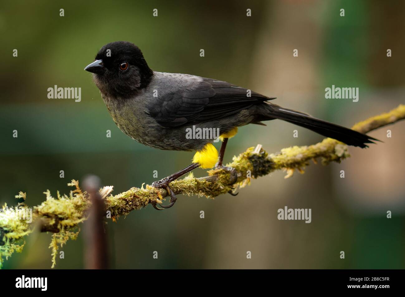 Yellow-thighed Finch - Pselliophorus tibialis is passerine bird which is endemic to the highlands of Costa Rica and western Panama. Black bird with ye Stock Photo
