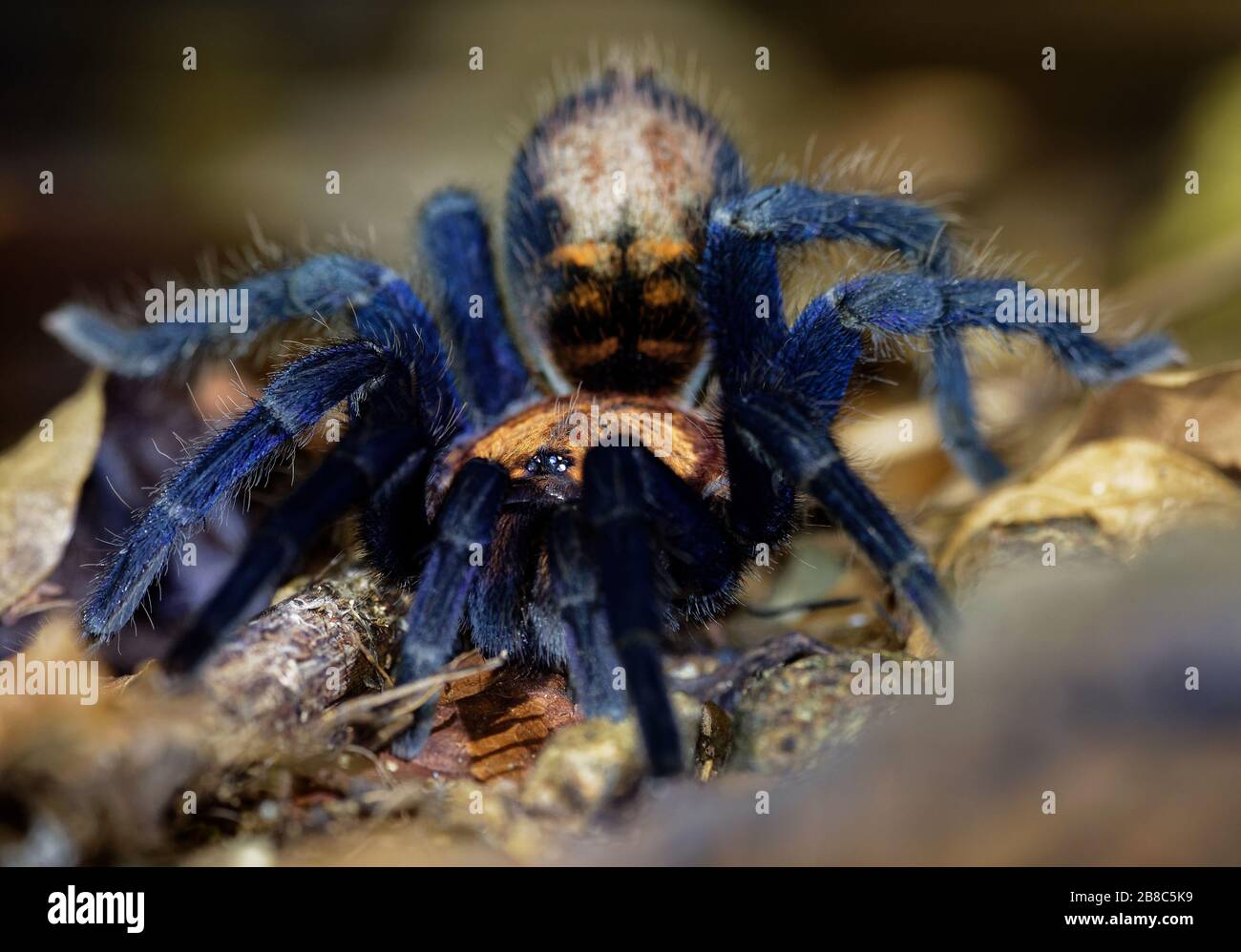 Costa Rican Suntiger Tarantula - Davus ruficeps is a species of spiders in the family Theraphosidae (tarantulas), formerly included in Cyclosternum, B Stock Photo