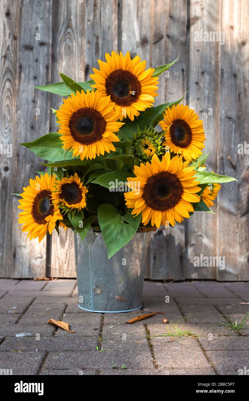 A beautiful sunflower bouquet in front of a wooden wall, Germany. Ein schöner Sonnenblumenstrauß vor einer Holzwand Stock Photo
