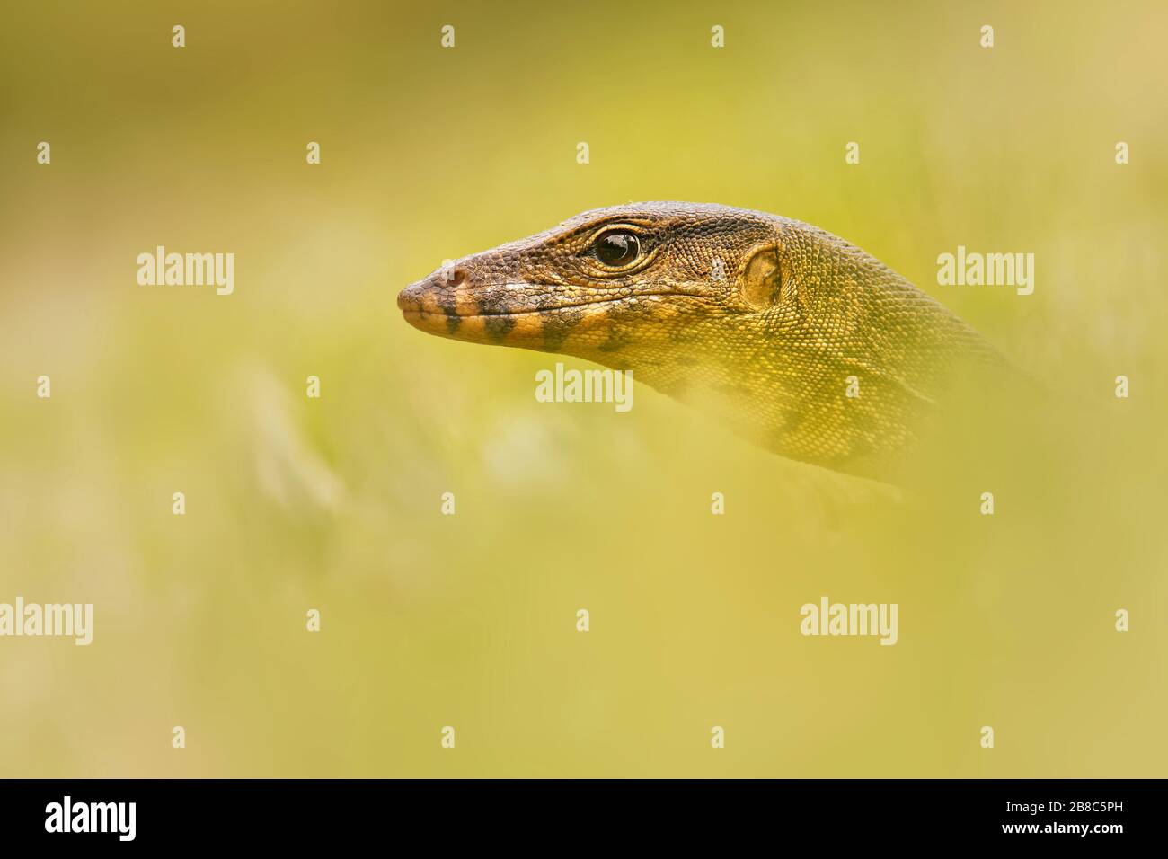 Asian water monitor - Varanus salvator also common water monitor, large ...