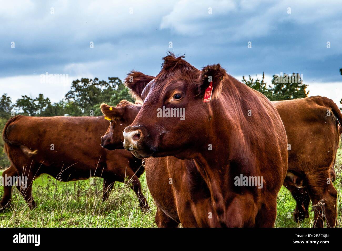 Cattle farm outside small-town Iowa Stock Photo