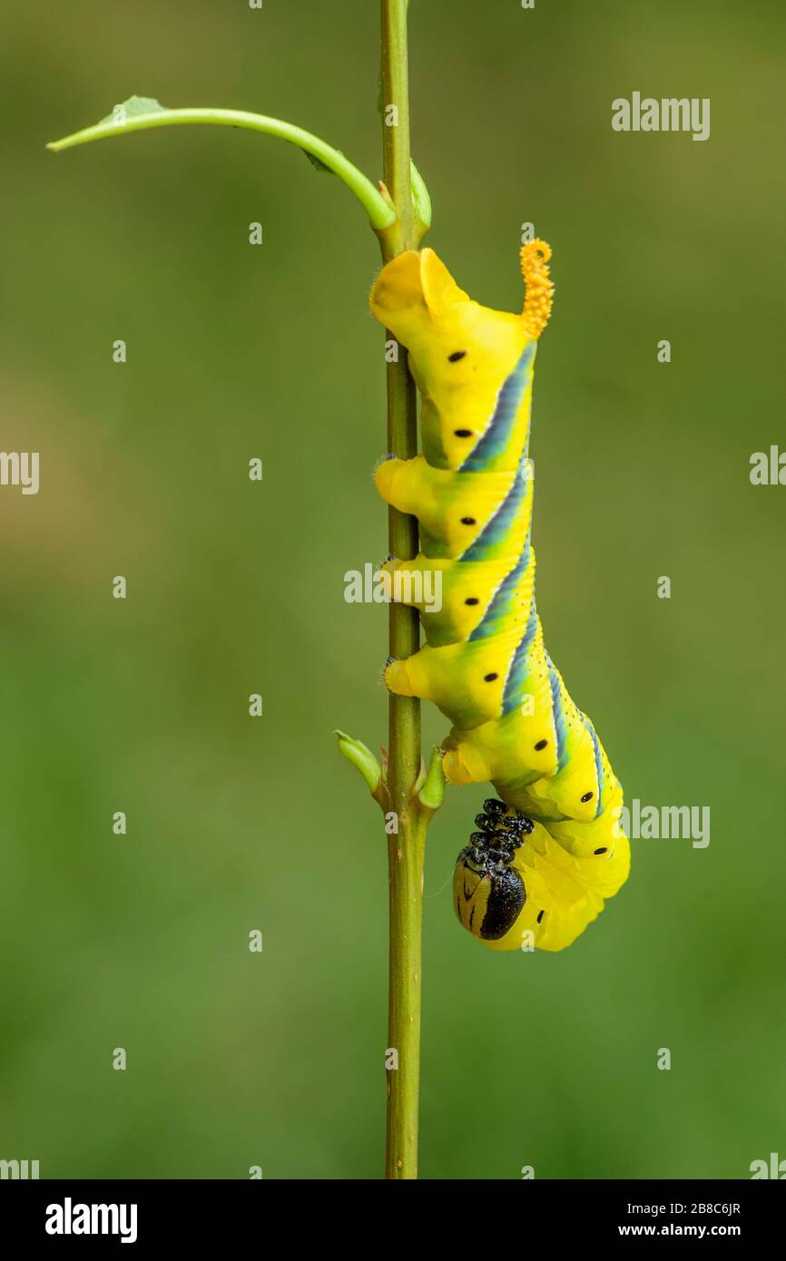 Lesser death's head hawkmoth caterpillar - Acherontia styx, iconic hawkmoth from Asian forests and woodlands, China. Stock Photo