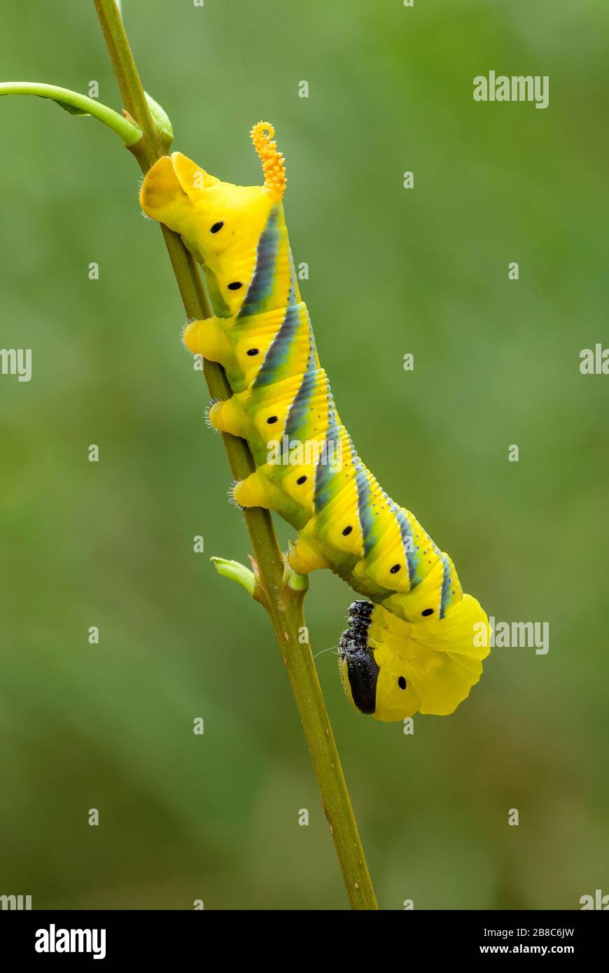 Lesser death's head hawkmoth caterpillar - Acherontia styx, iconic hawkmoth from Asian forests and woodlands, China. Stock Photo