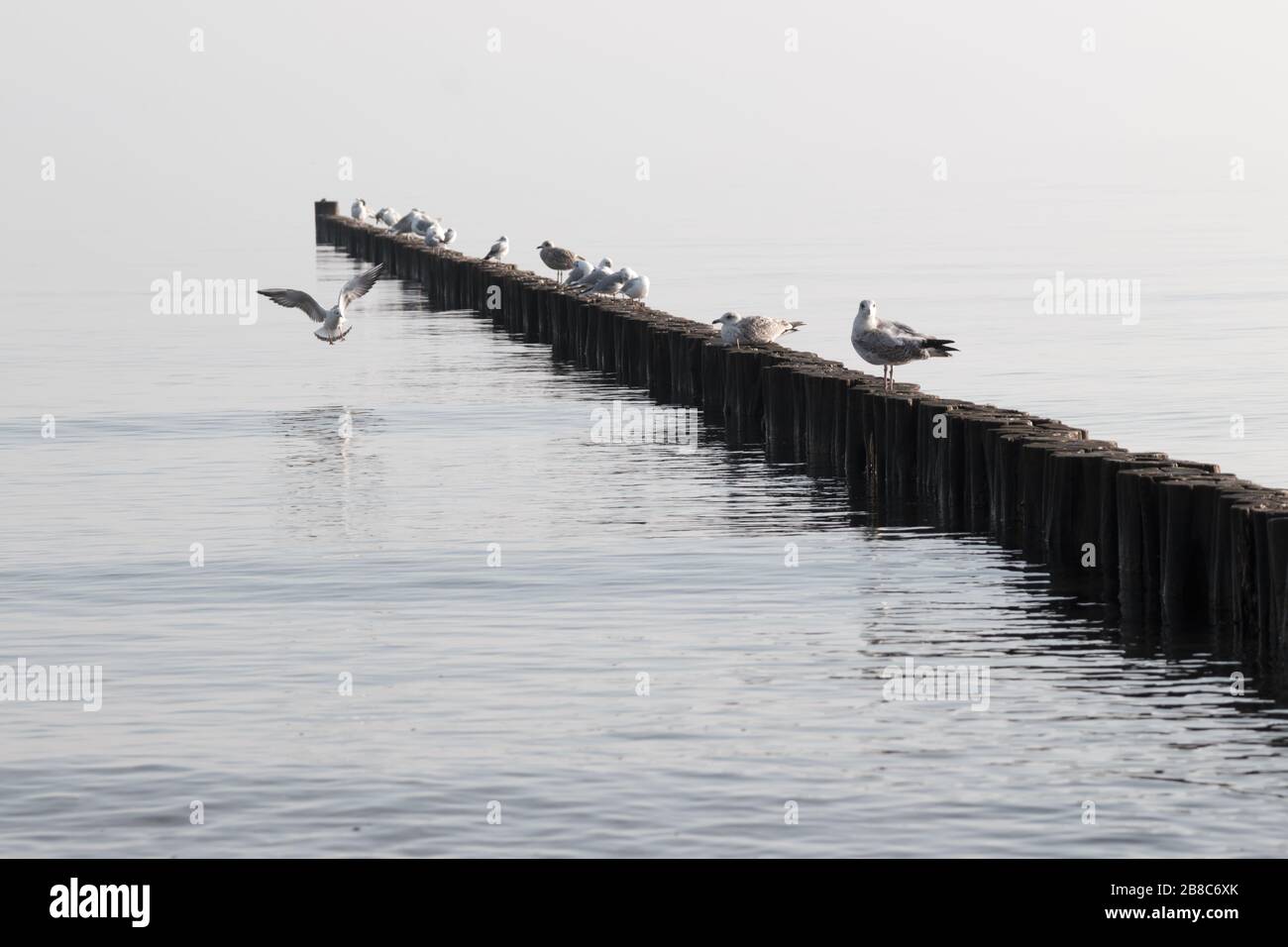 Seagulls on a pier on the Baltic coast, Mecklenburg, Northern Germany.  Seemöwen an der Ostseeküste, Mecklenburg, Nord-Deutschland Stock Photo