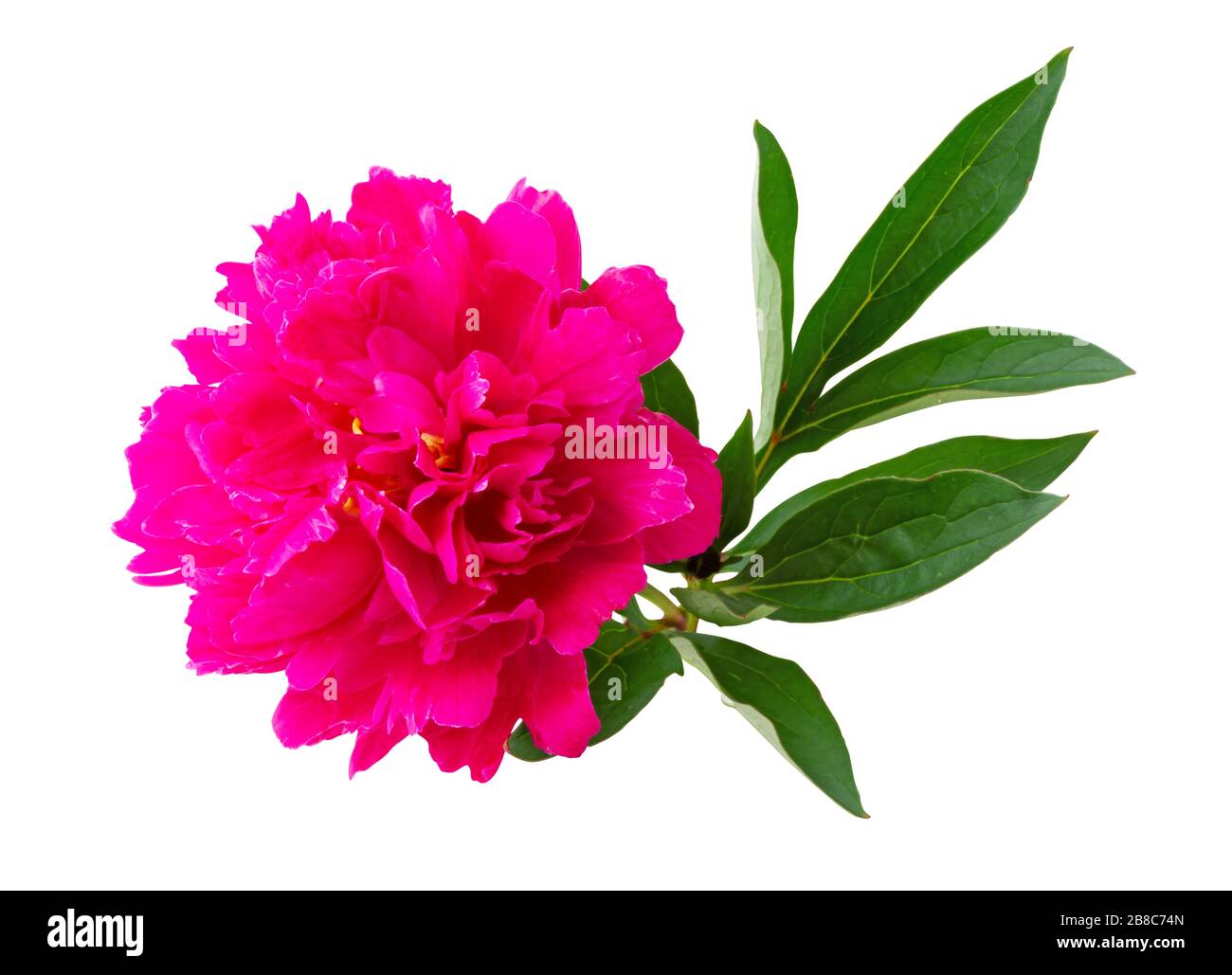 Wonderful Rose (Peony, Rosaceae) isolated on white background, including clipping path. Germany.  Wundervolle Rose (Pfingstrose, Rosaceae) lokalisiert Stock Photo