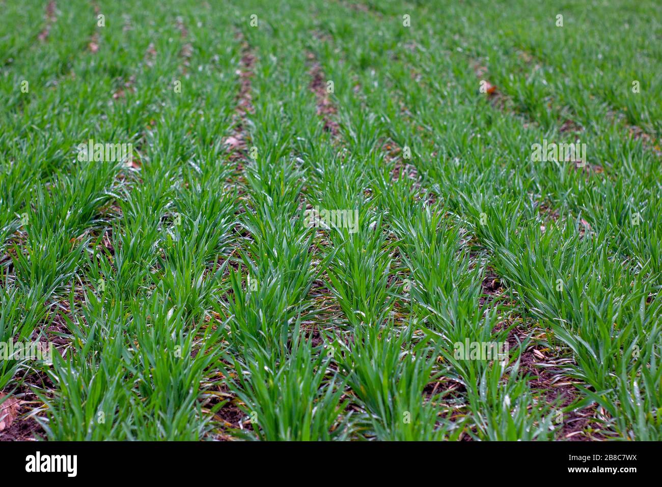 Rows of winter wheat crops with dew after rain. Cereal crops in the spring after a rainy season without disease and pests. Stock Photo