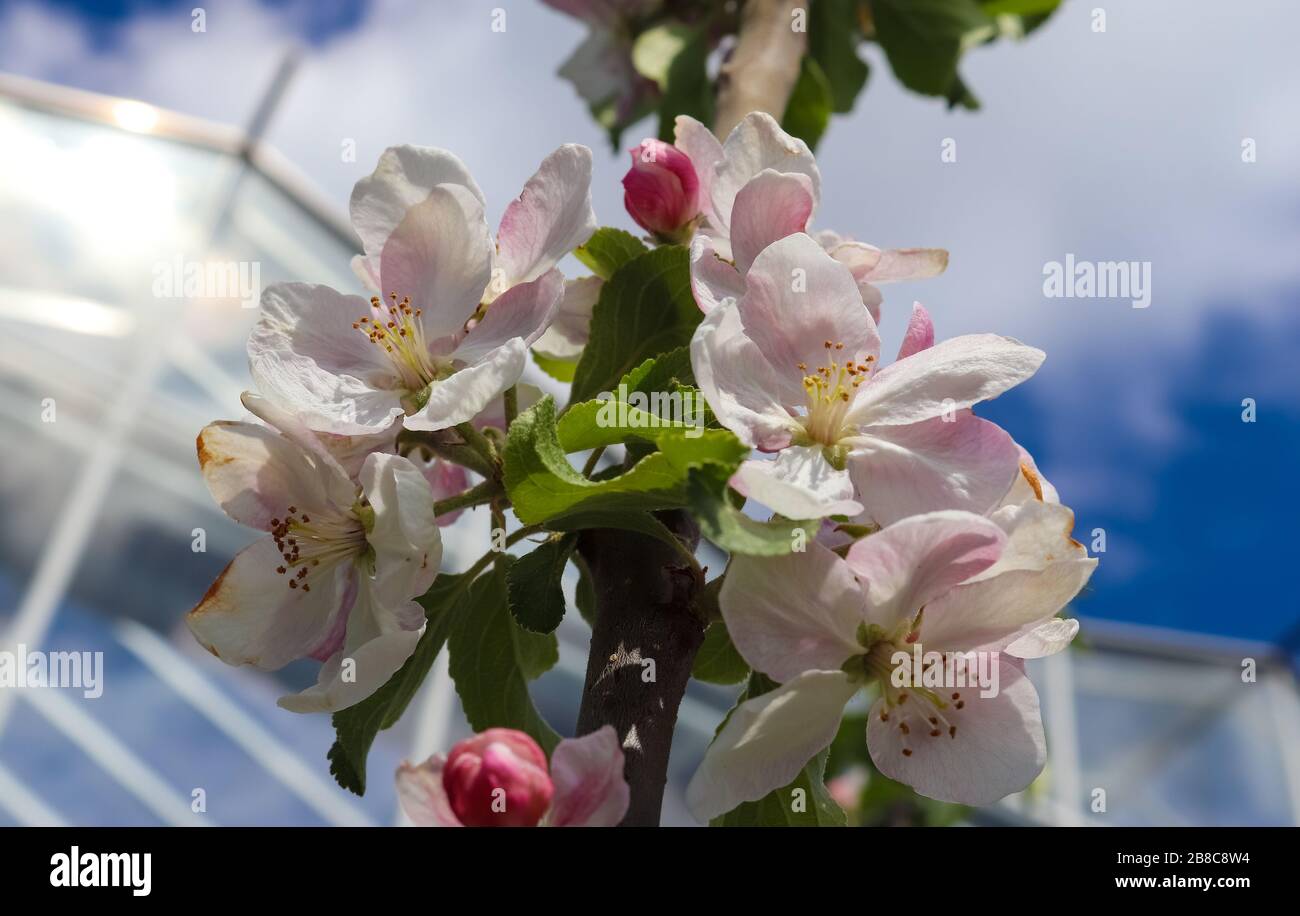 Beautiful cherry blossom trees in front of a blue sky Stock Photo - Alamy