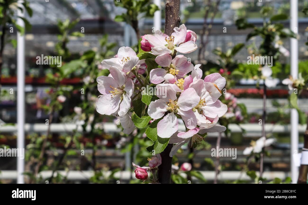 Beautiful cherry blossom trees in front of a blue sky Stock Photo - Alamy