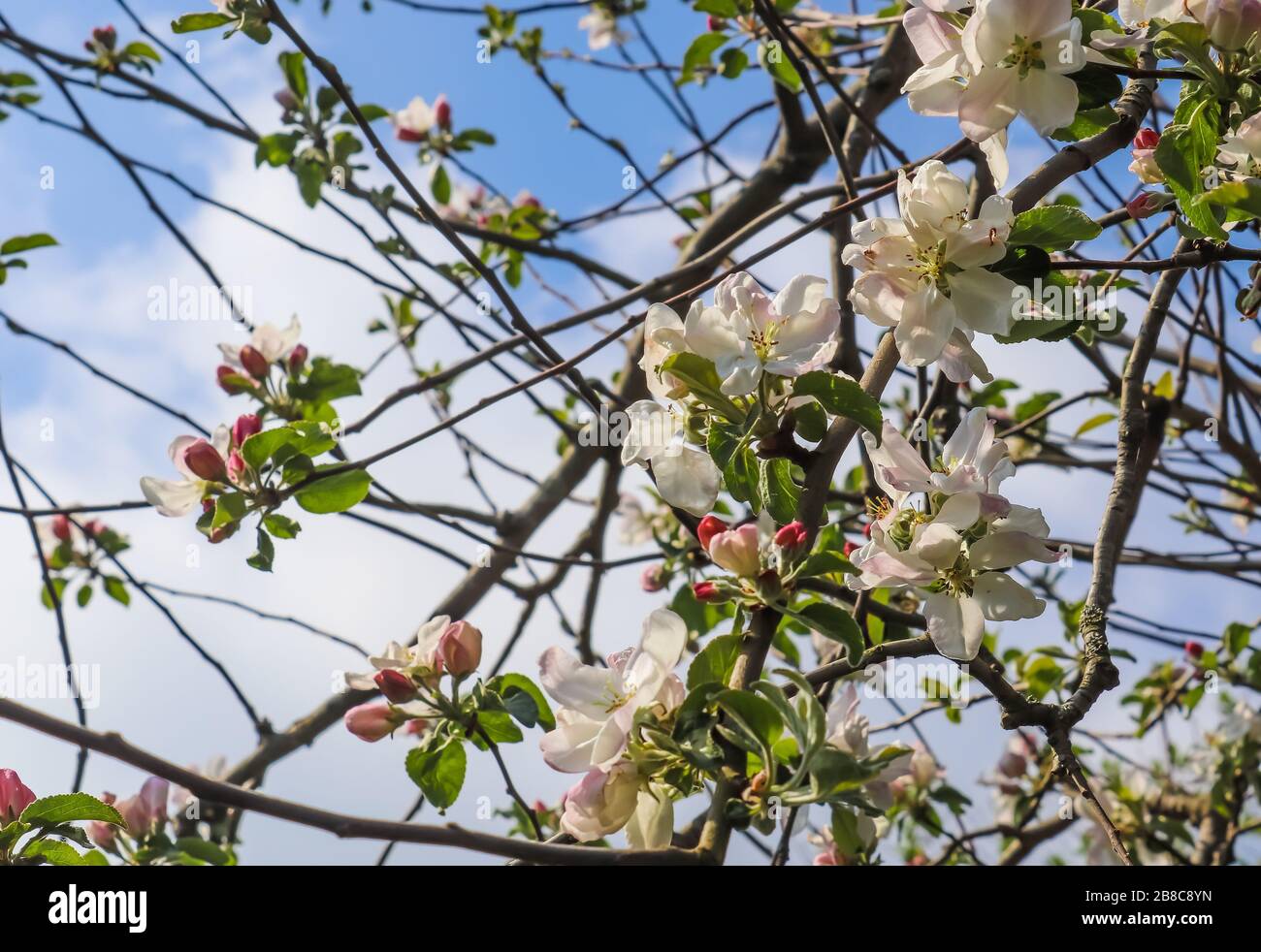 Beautiful cherry blossom trees in front of a blue sky Stock Photo - Alamy