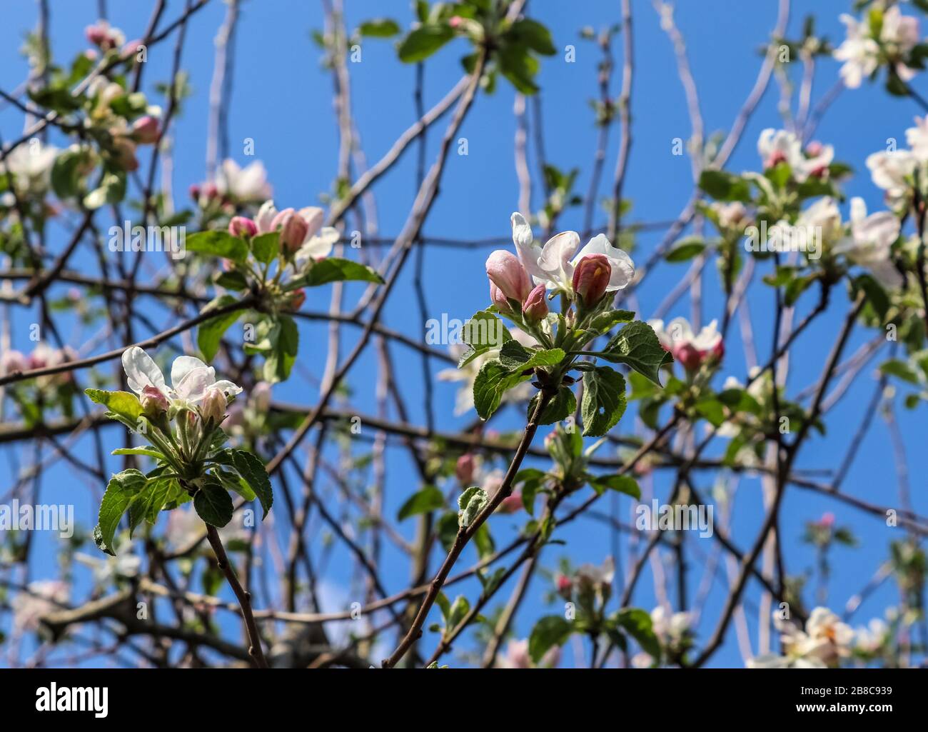 Beautiful cherry blossom trees in front of a blue sky Stock Photo - Alamy