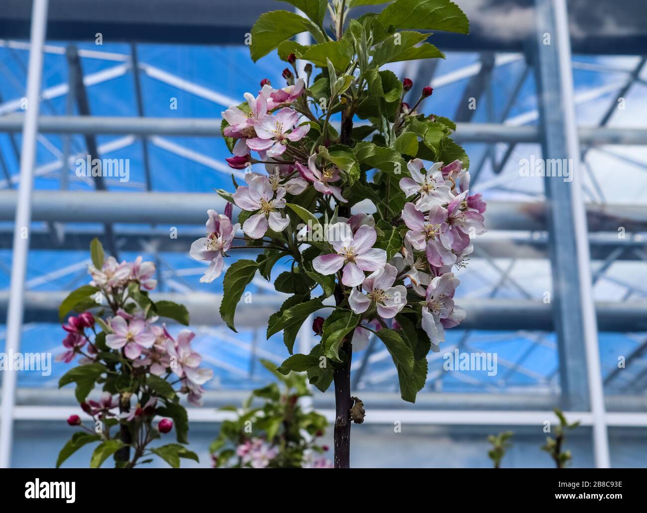 Beautiful cherry blossom trees in front of a blue sky Stock Photo - Alamy