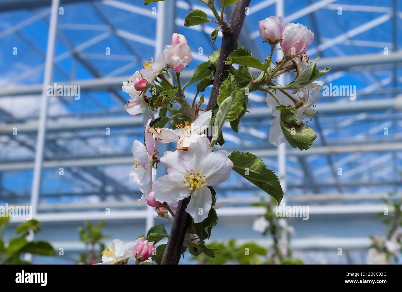 Beautiful cherry blossom trees in front of a blue sky Stock Photo - Alamy