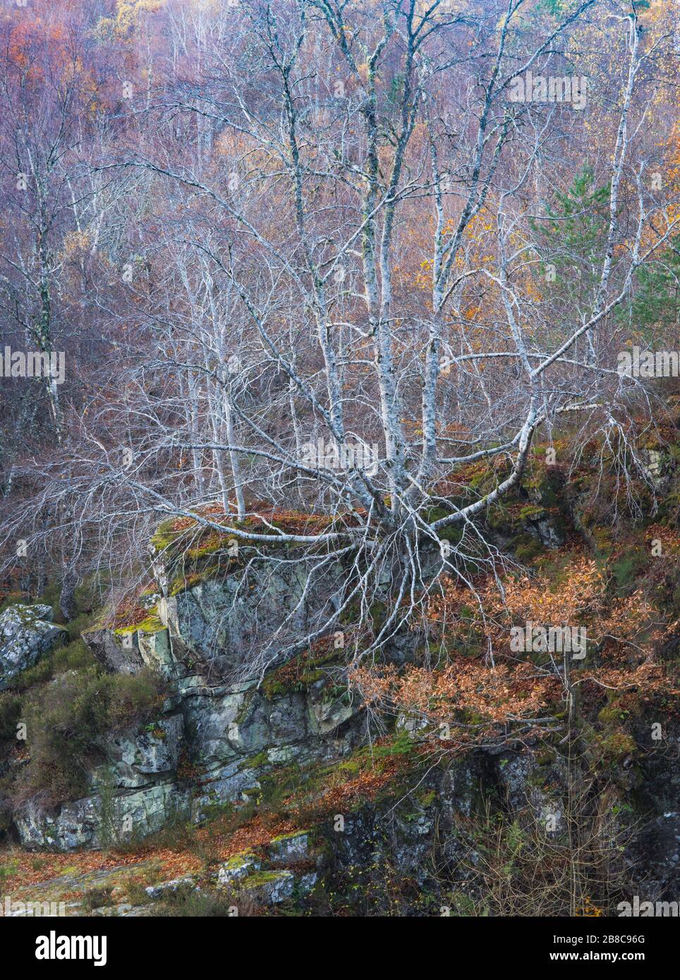 Woodland at The Falls of Rogie, Ross-shire, Highlands of Scotland, UK Stock Photo