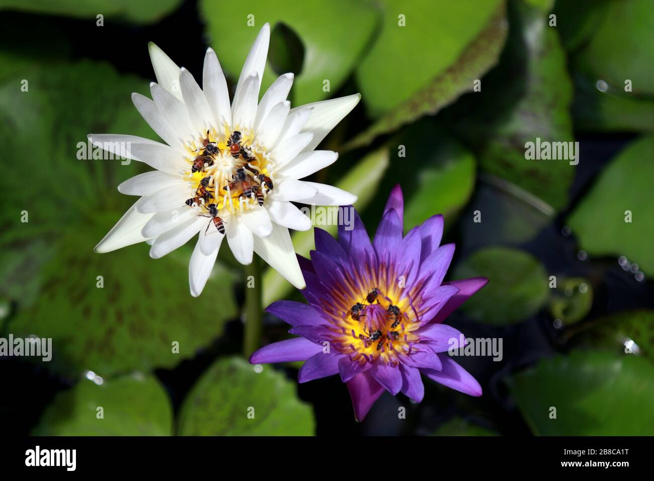 Lotus flower white and purple Stock Photo
