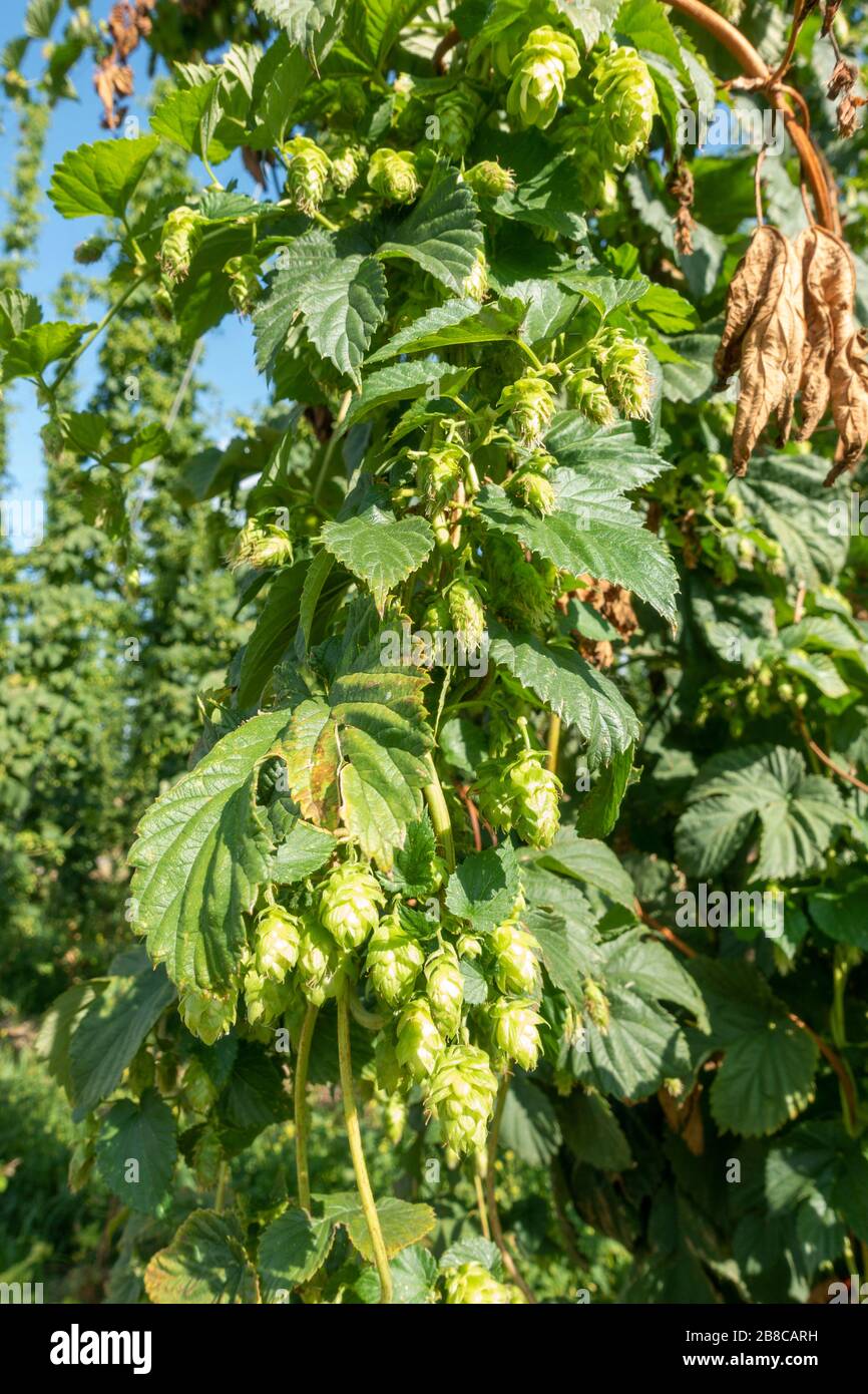 Detail of hop flowers of hops plants (Humulus lupulus) growing on string trellises in Bavaria, Germany. Stock Photo