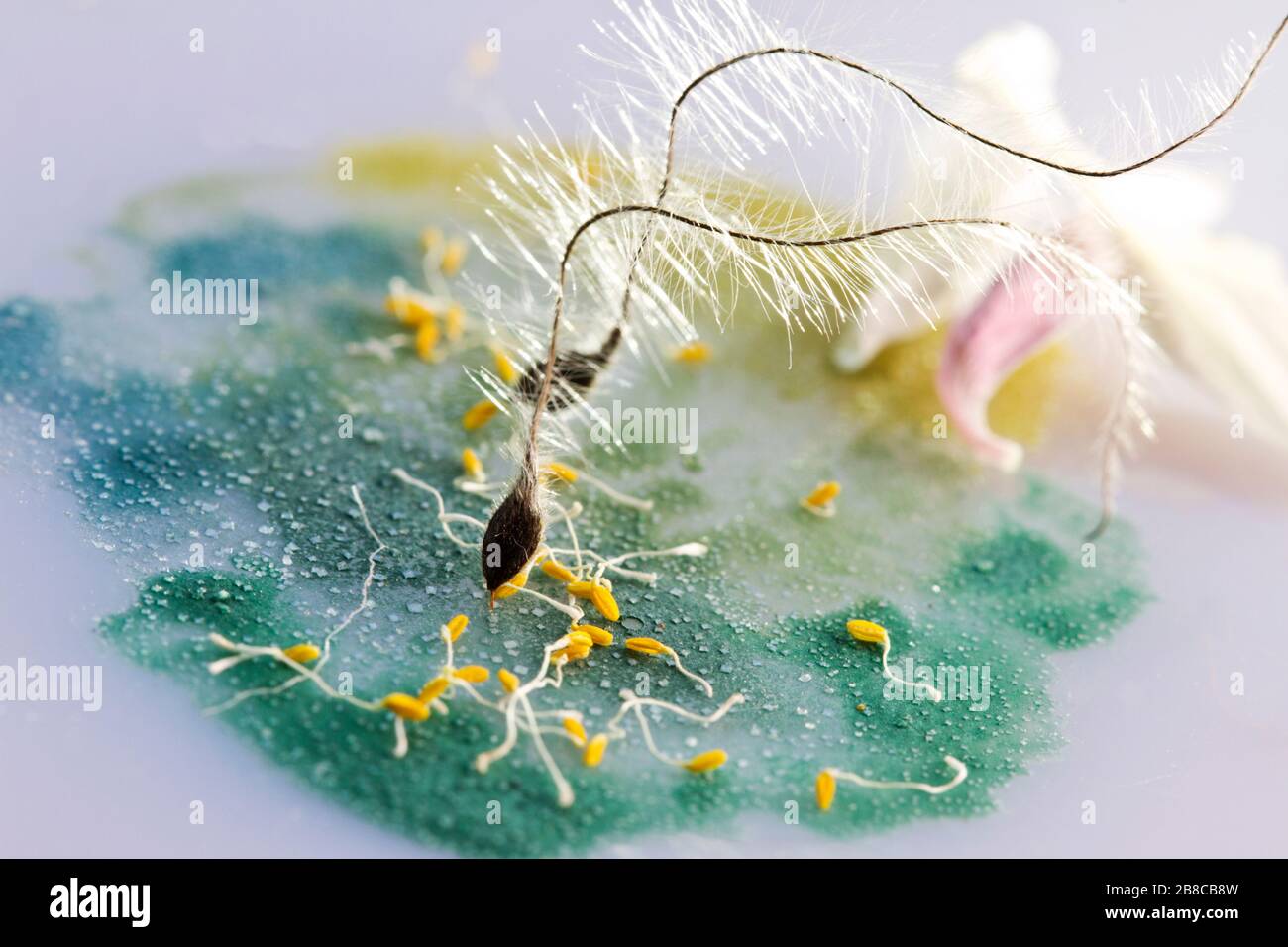 Samen Stilllife mit Salz Stock Photo