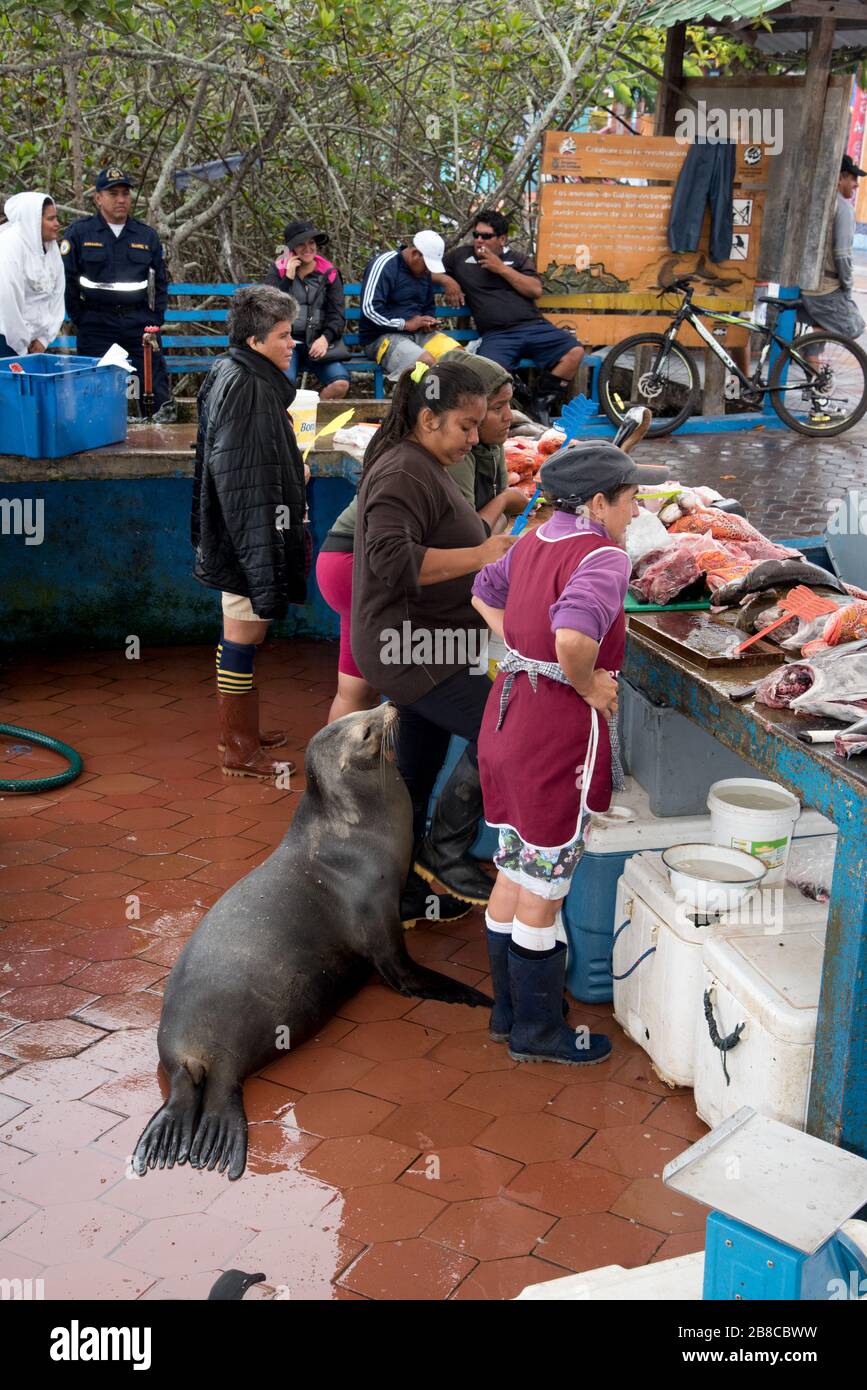 Galápagos sea lion waiting at the fish market of Puerto Ayora on Santa Cruz at the Galapagos Islands for some snack. Stock Photo