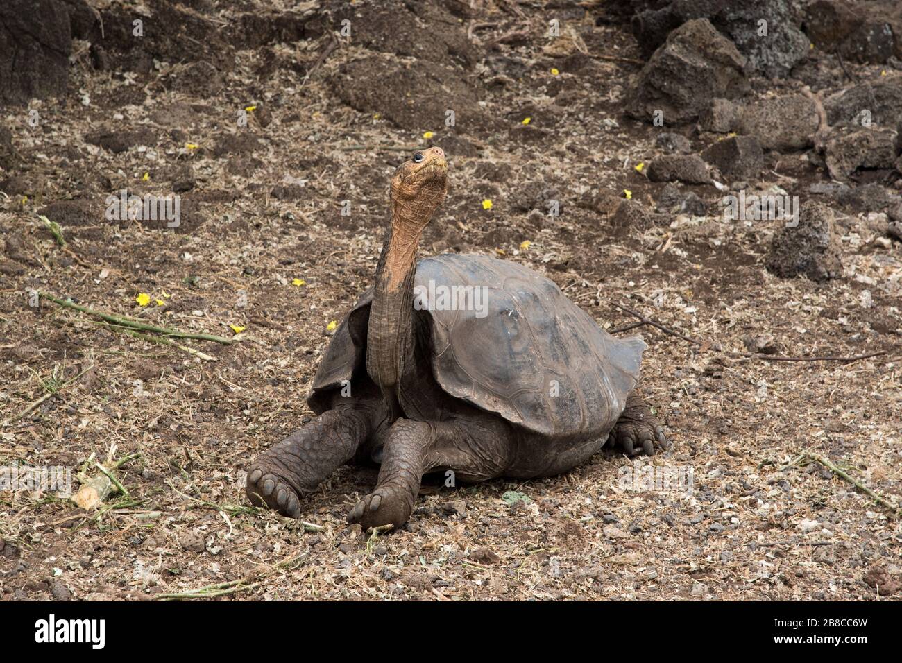 Galápagos tortoise in the Charles Darwin Station in Puerto Ayora on Santa Cruz at the Galapagos Islands. Stock Photo